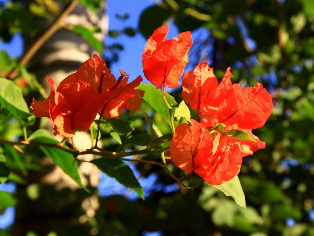 Labellaventura Villa Las Galeras Eksteriør billede